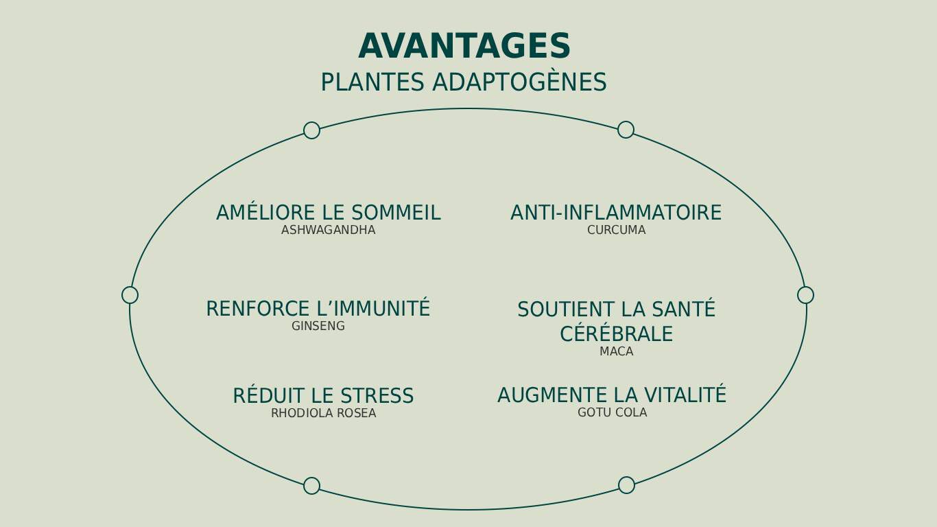 Infographie sur les bienfaits des plantes adaptog&egrave;nes.